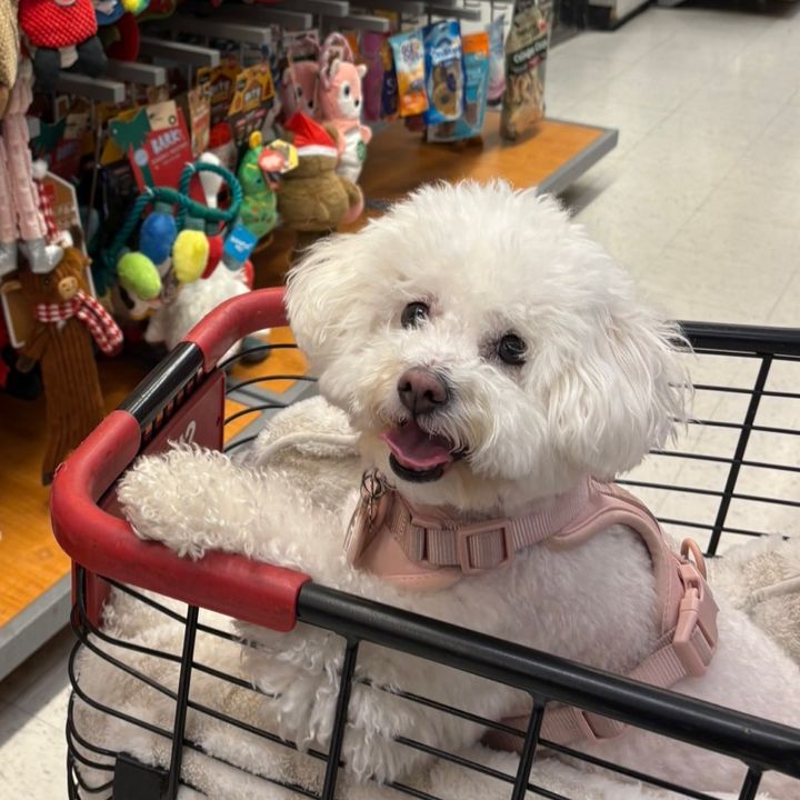 Honey the Maltipoo 🍯
