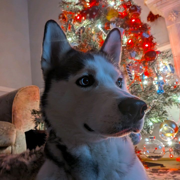 Rhae | The Dramatic Husky 🐺