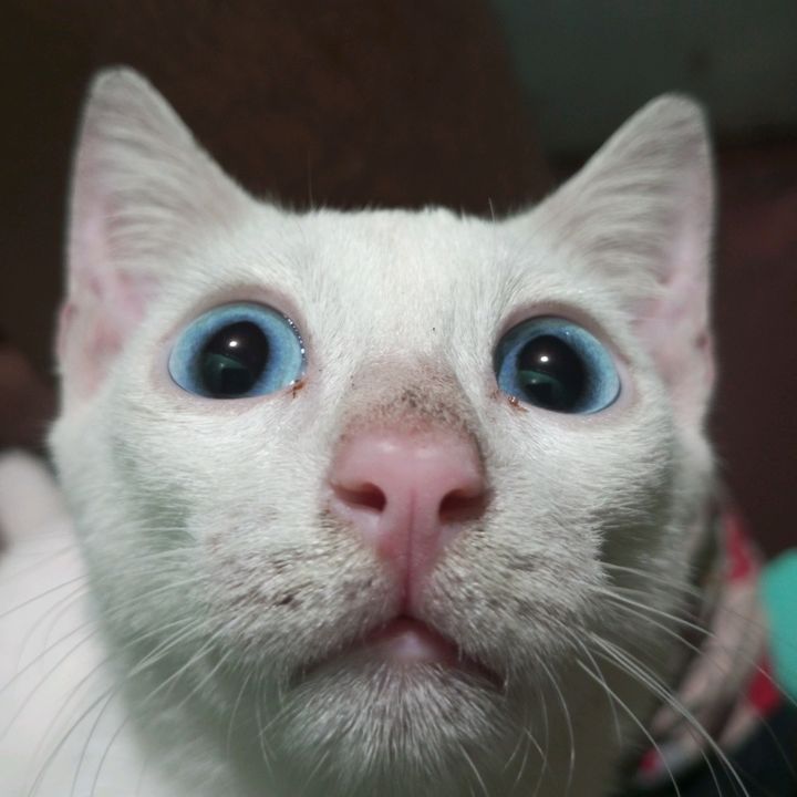 😸BLUE 🐾