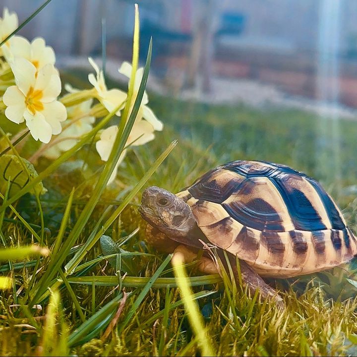 Ernie the Tortoise