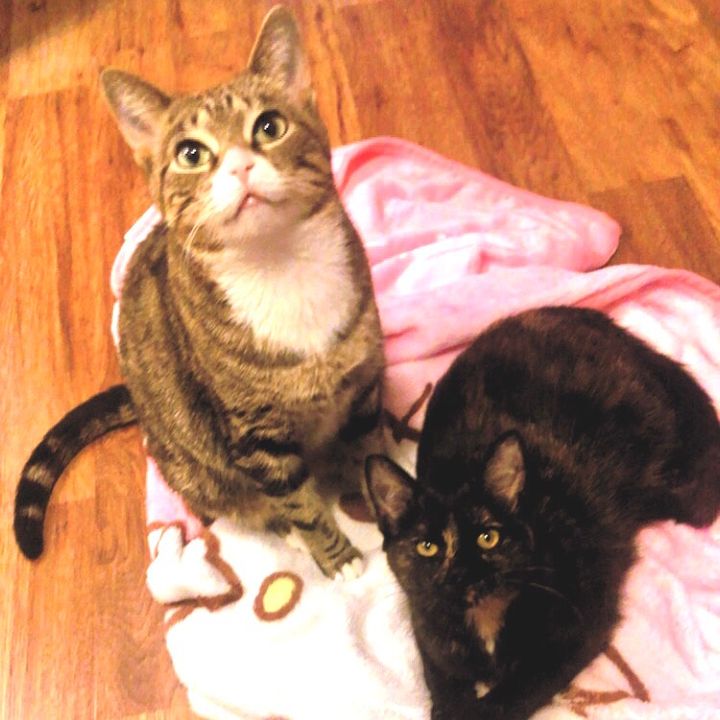 Cat and Bebe