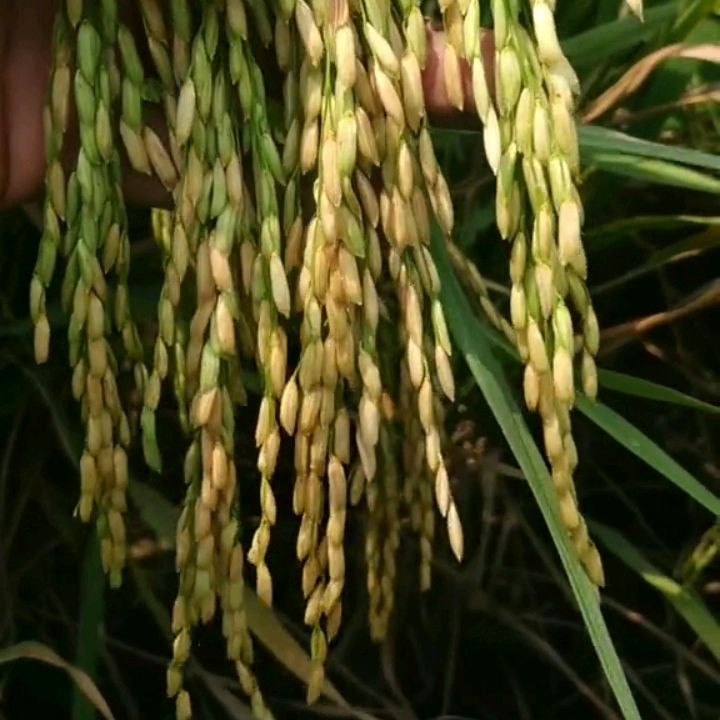 BELAJAR TANI