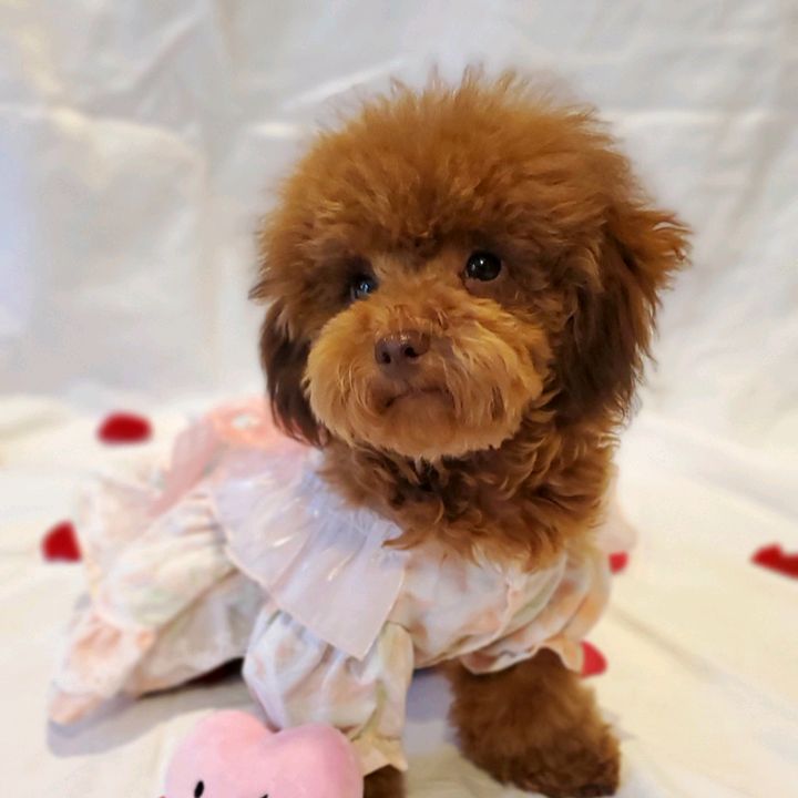 Daisythemaltipoo
