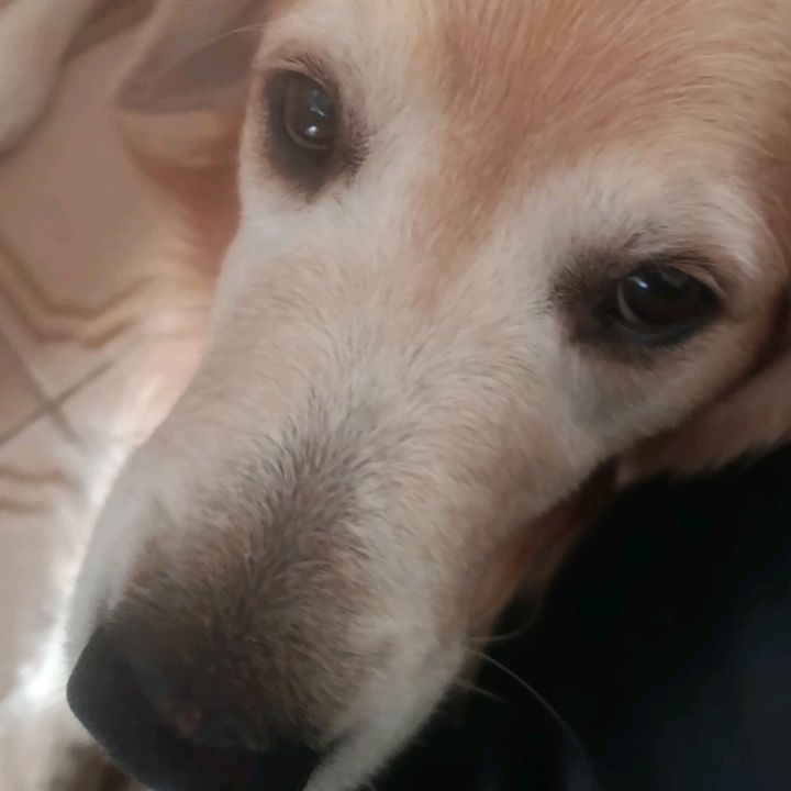 DaviPet