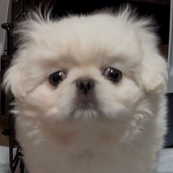 🐶もち太の大冒険‼️