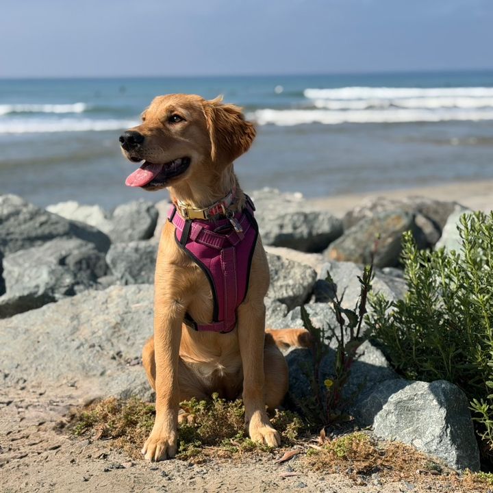 birdiethegolden