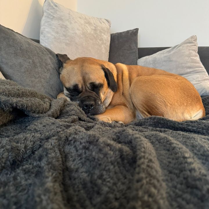 Bellaboo