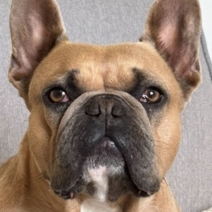 Sky the frenchie 🐶