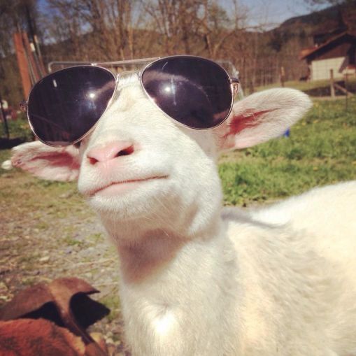 🐐