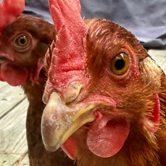 Hennessy’s Coop🐔