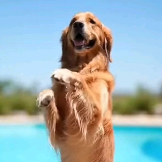 Marley | O Golden brasileiro