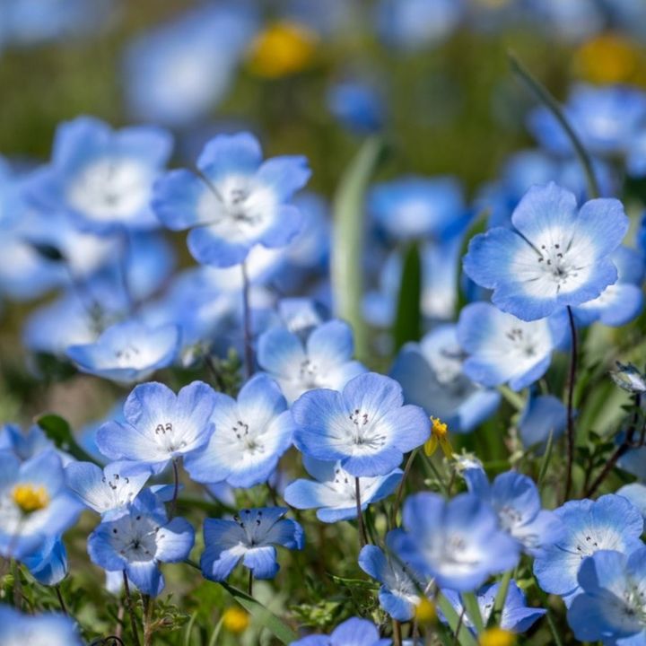 BabyBlue