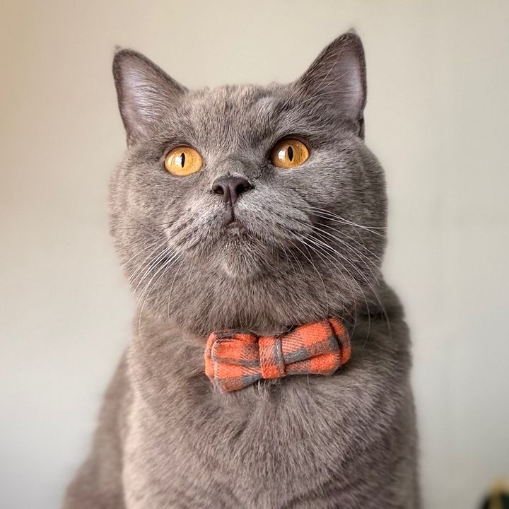 Bobby the Cat