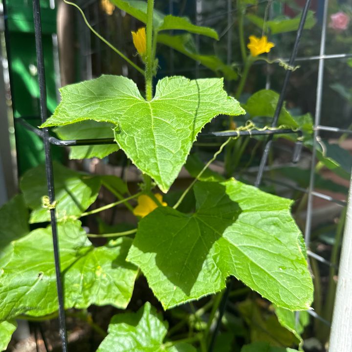 lifevines