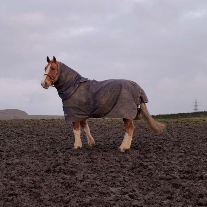 ..lilly 🍂