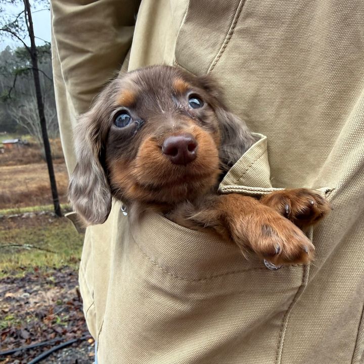 BiscottiTheFreckledWeenie