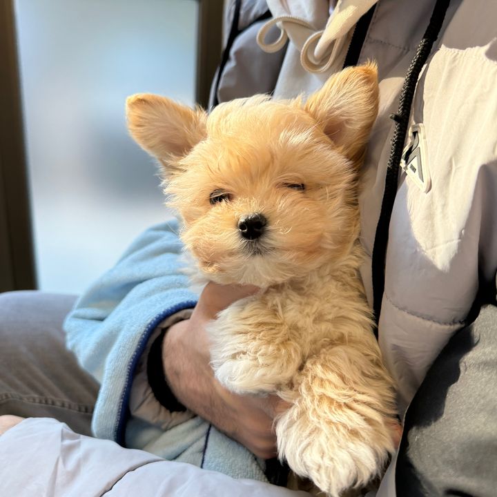 Luka Maltipoo Orejitas
