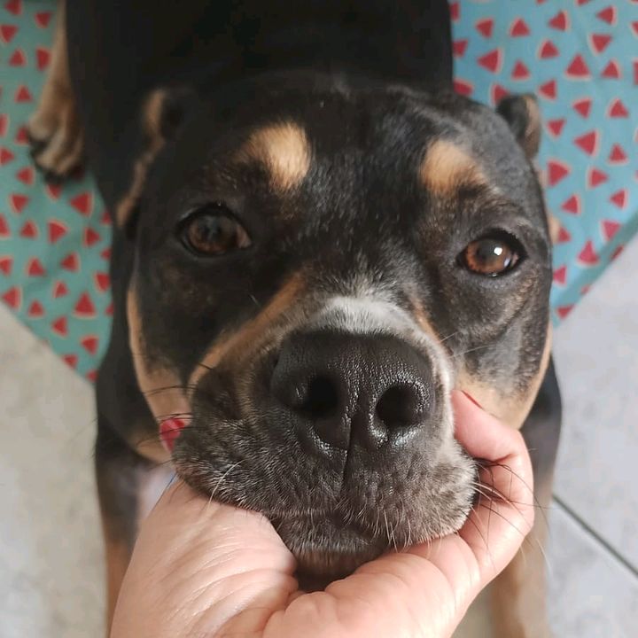 AlertaPET