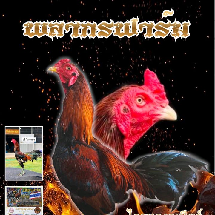 พลากรฟาร์มไก่ชน