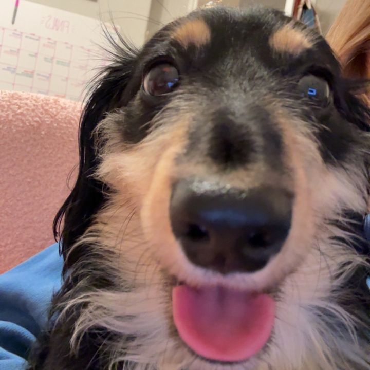 Dublin the Doxie