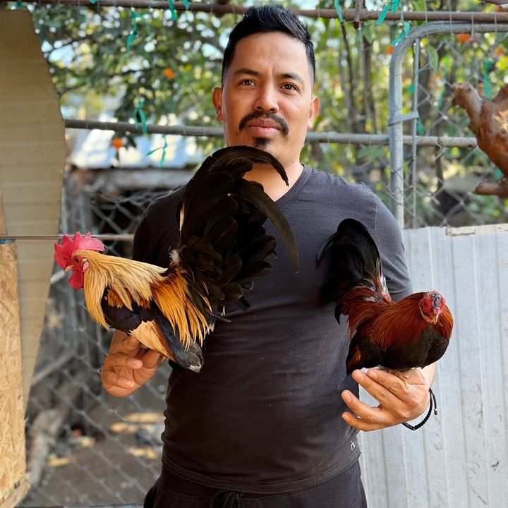 Zambrano 🐓
