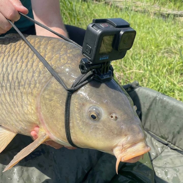 fish_operator