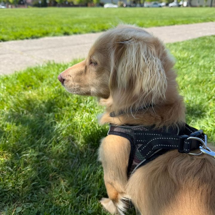 dude_thedachshund