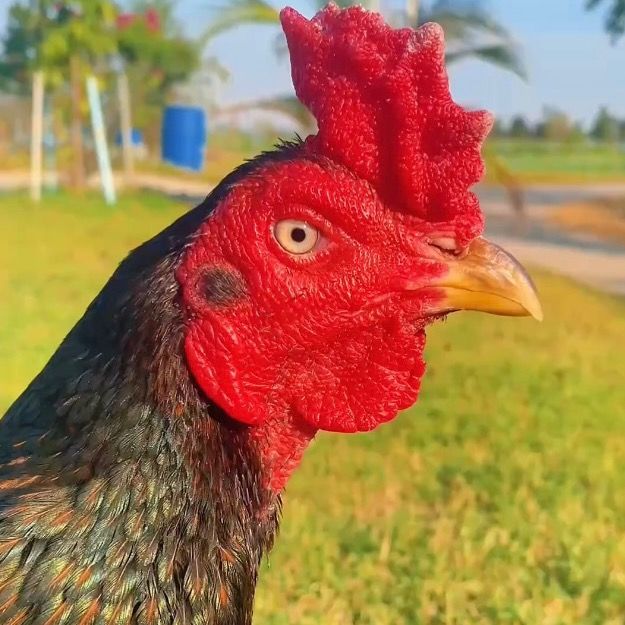 อยากขายยาไก่