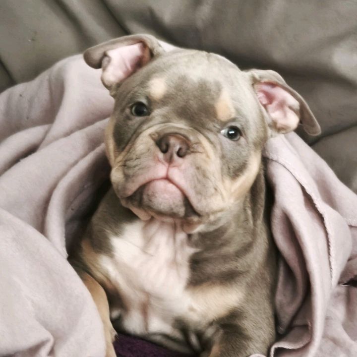 Otto