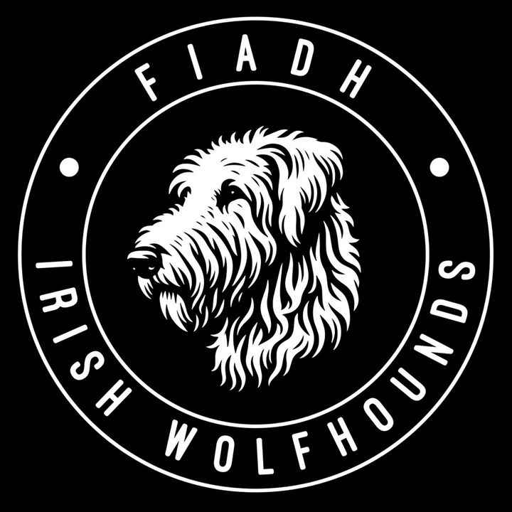 FiadhIrishWolfhoundExperiences