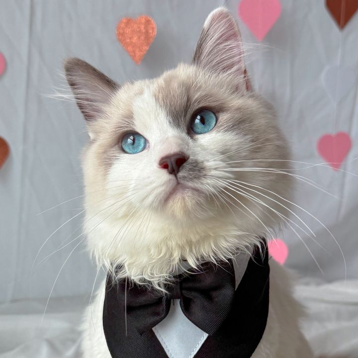 Kiwi the Ragdoll
