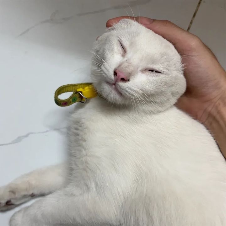 vua lì đòn