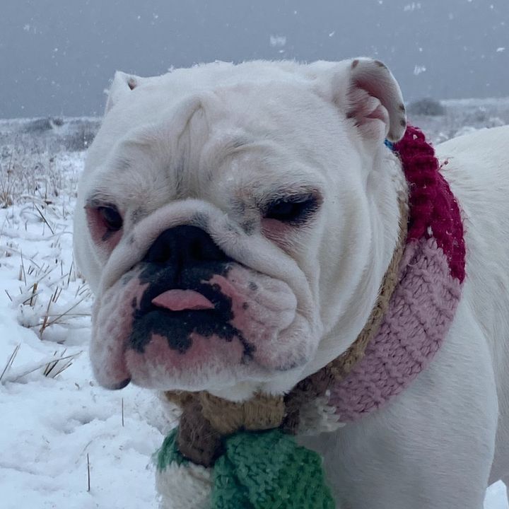 Matildathebulldog