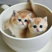 Đồ Đáng Yêu