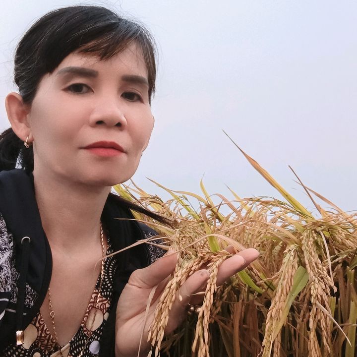 🌾Loan Hai Lúa 67🌾
