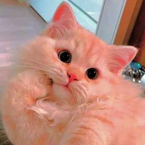 KATTY😻