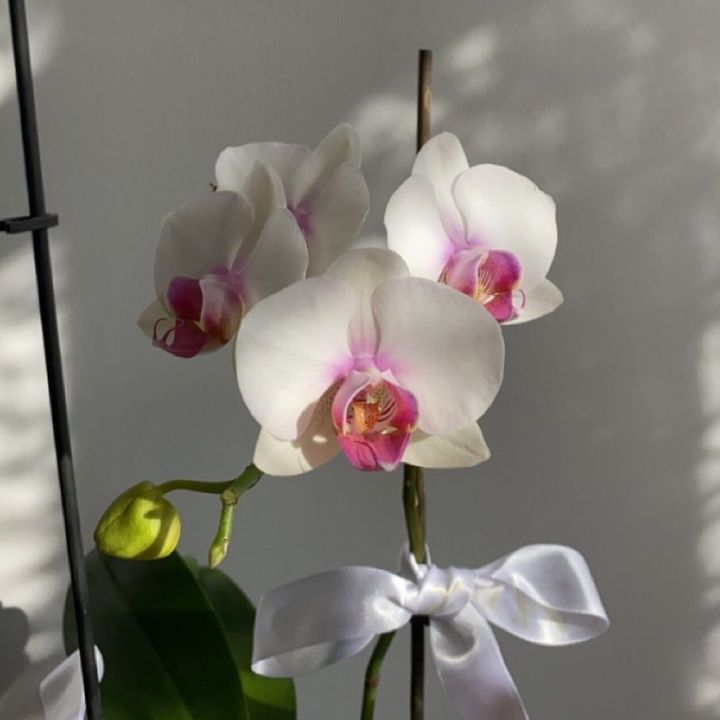 aglowupdiary