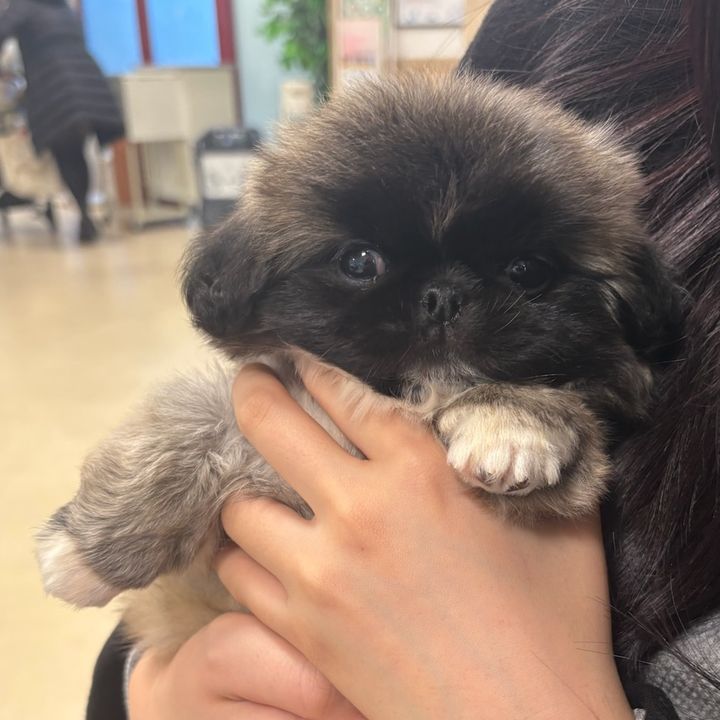 怪獣ちゃん🐶