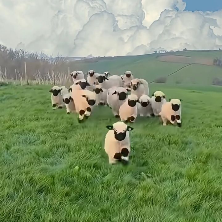 The cute little pig