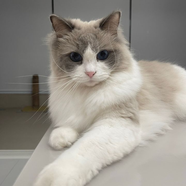 Bigo & Brinquedos 😸🧸