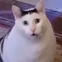 Cyber Minou