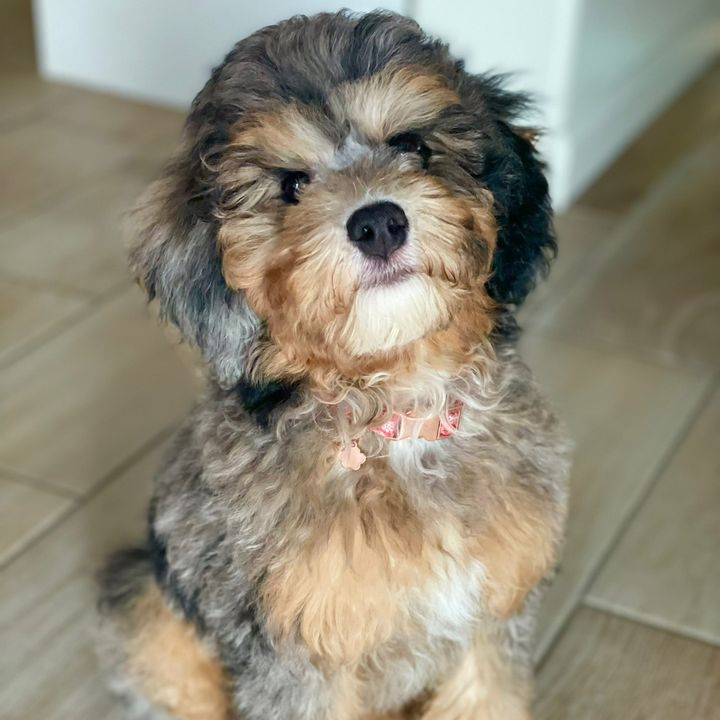 teddy