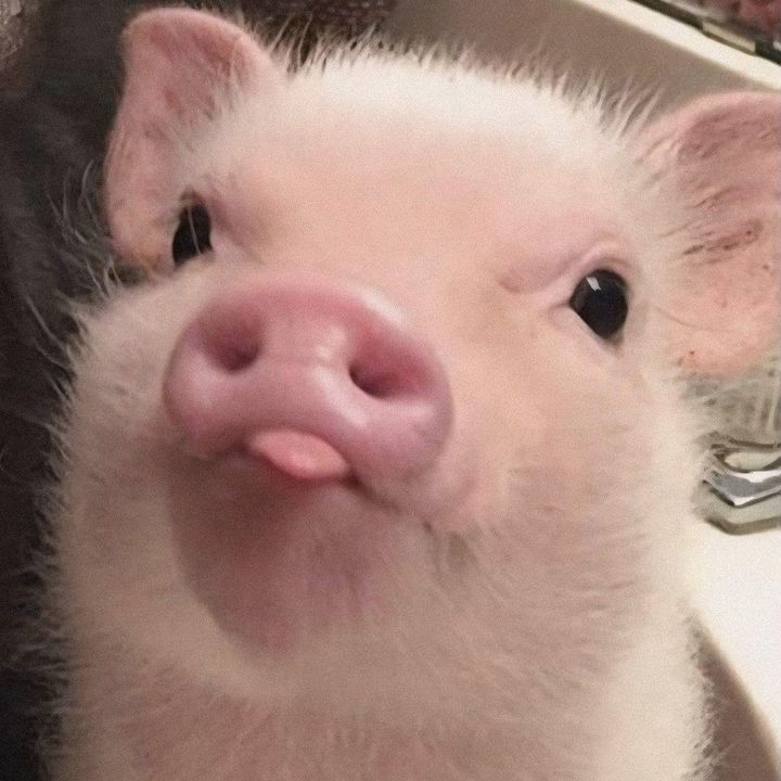 Anh Chăn Lợn 🐷