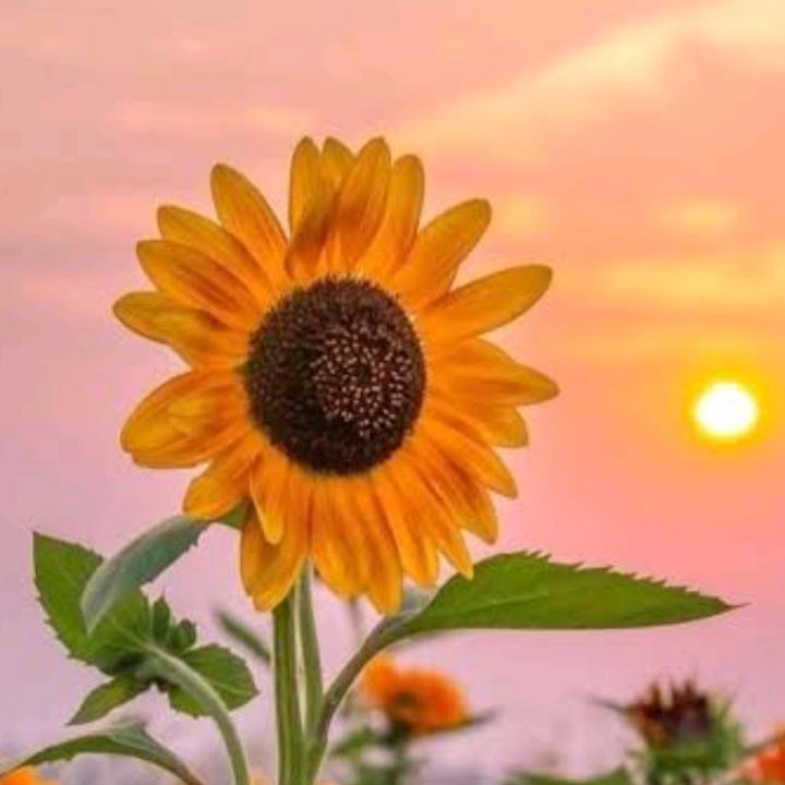 🌻 รีวิว เฮง เฮง เฮง 🌻