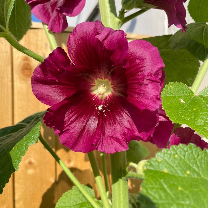 Thebeegarden