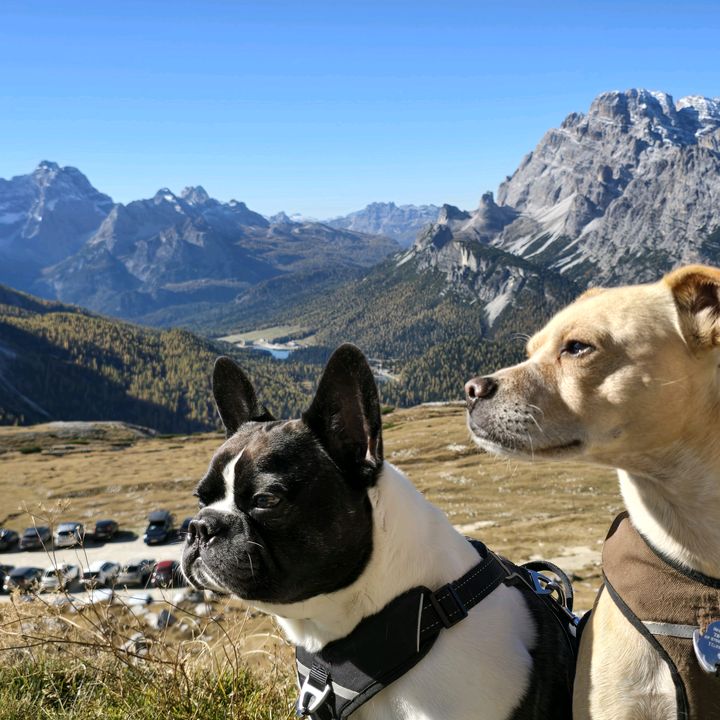Kylo und Samy 💙💙🐶🐕🍀🍀