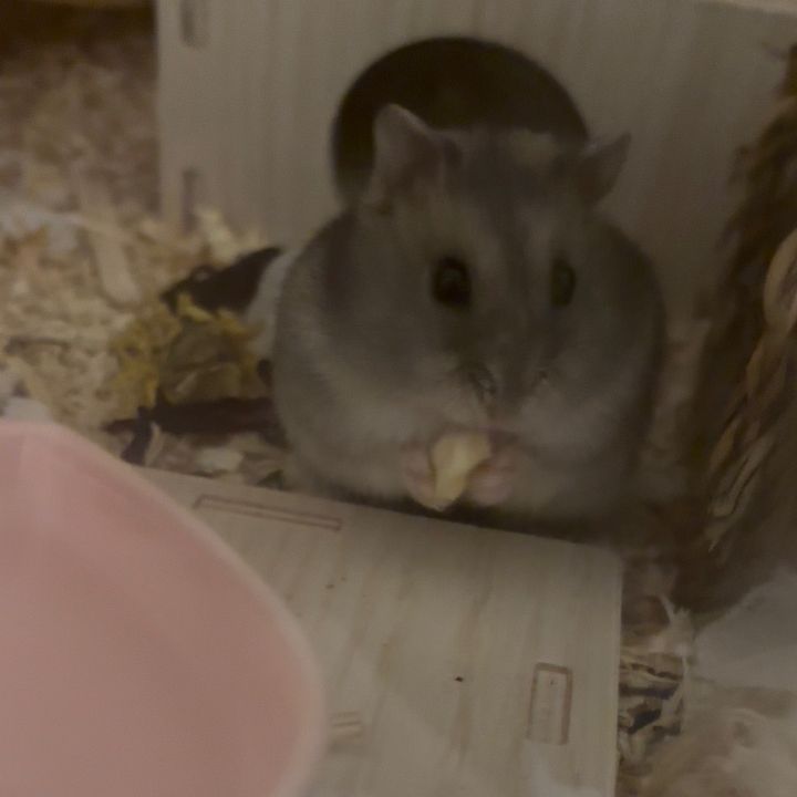 🥥Coco🎀