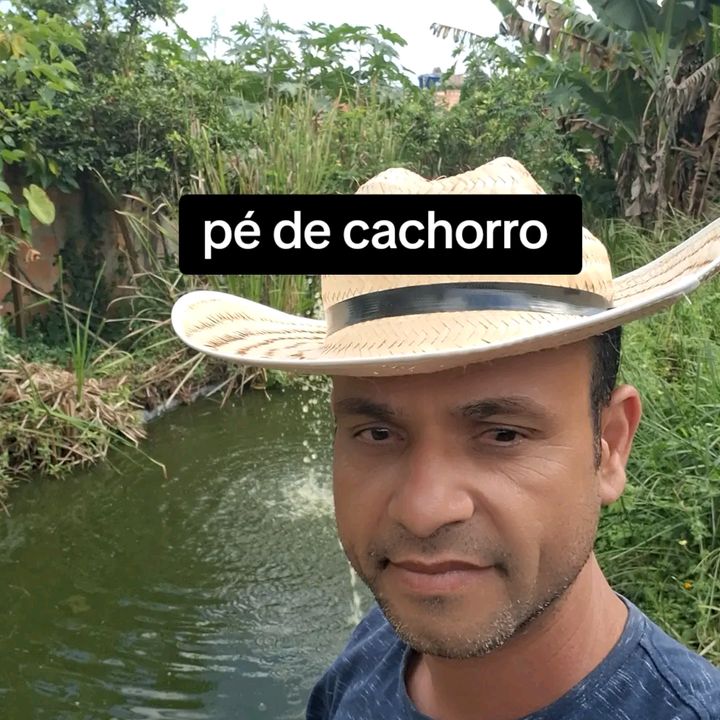 PÉ DE CACHORRO