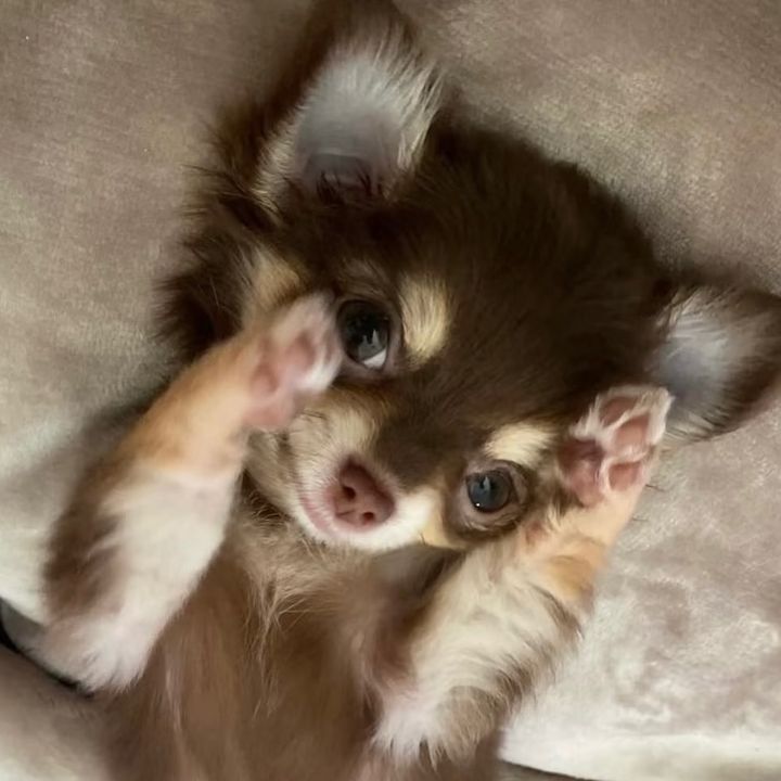 Cielito