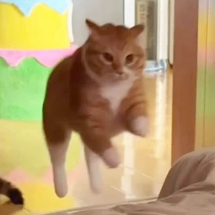 นอคอรอ